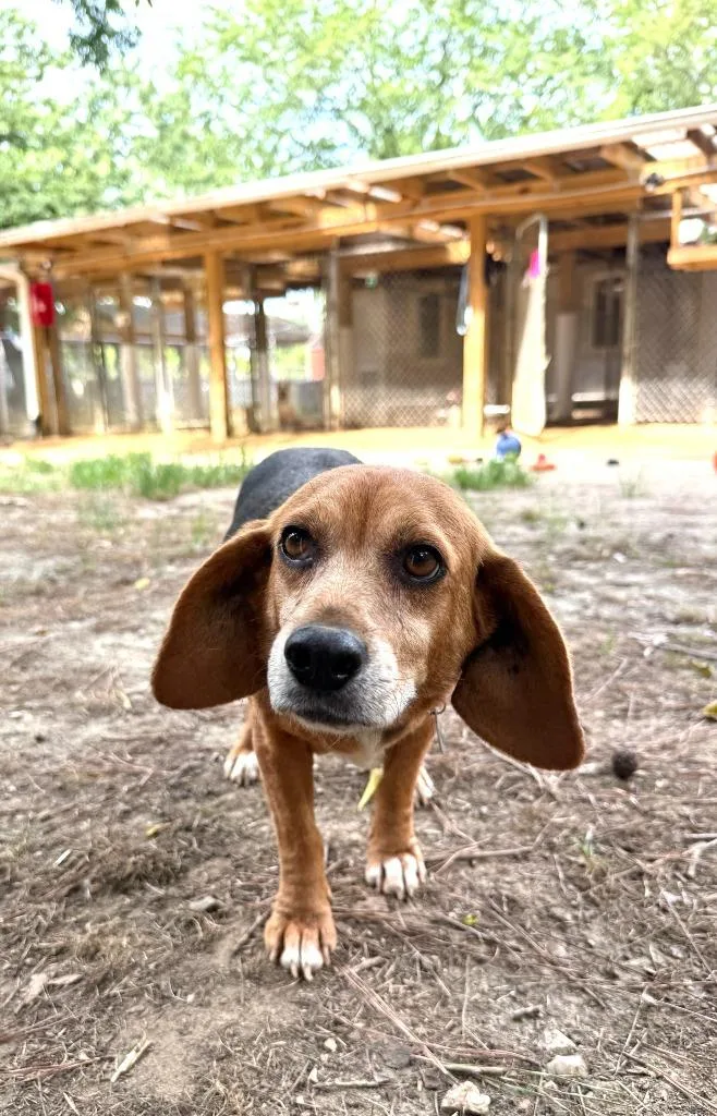 An adult small-sized female Beagle dog named Pippy for adoption in Hampton, VA