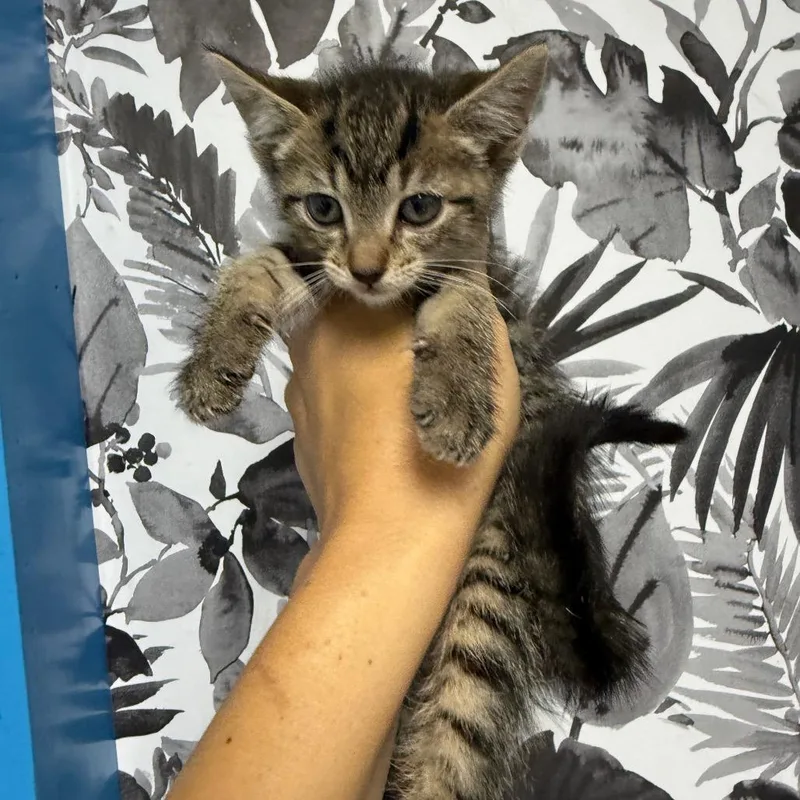 A baby small-sized female Gray / Blue / Silver Domestic Short Hair cat named Comet for adoption in Wahiawa, HI