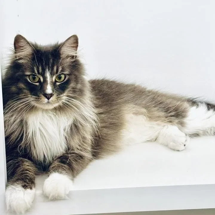 An adult medium-sized male Domestic Long Hair cat named Riley for adoption in New Canaan, CT