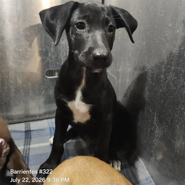 A baby small-sized female Labrador Retriever dog named Lucy for adoption in San Antonio, TX