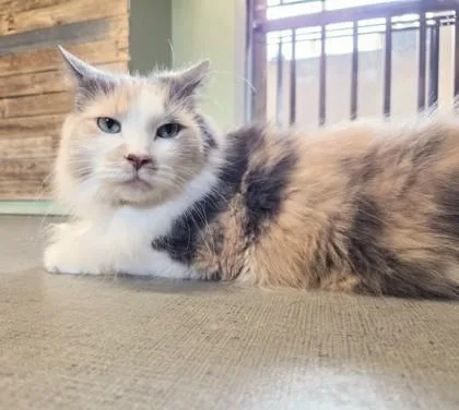 An adult medium-sized female Domestic Short Hair cat named Tawni for adoption in South Bend, IN