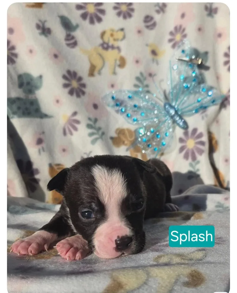 A young medium-sized male Pit Bull Terrier dog named Splash for adoption in Elgin, IL