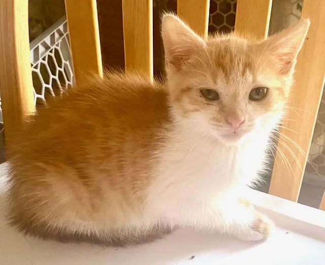 A baby medium-sized female Orange & White Domestic Short Hair cat named Jinx for adoption in Hillsboro, OR