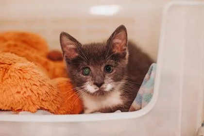 A Michael Jackson Petsmart thumbnail 2