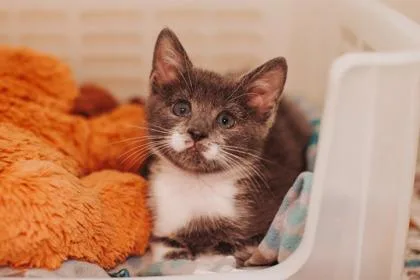 A Michael Jackson Petsmart thumbnail 3