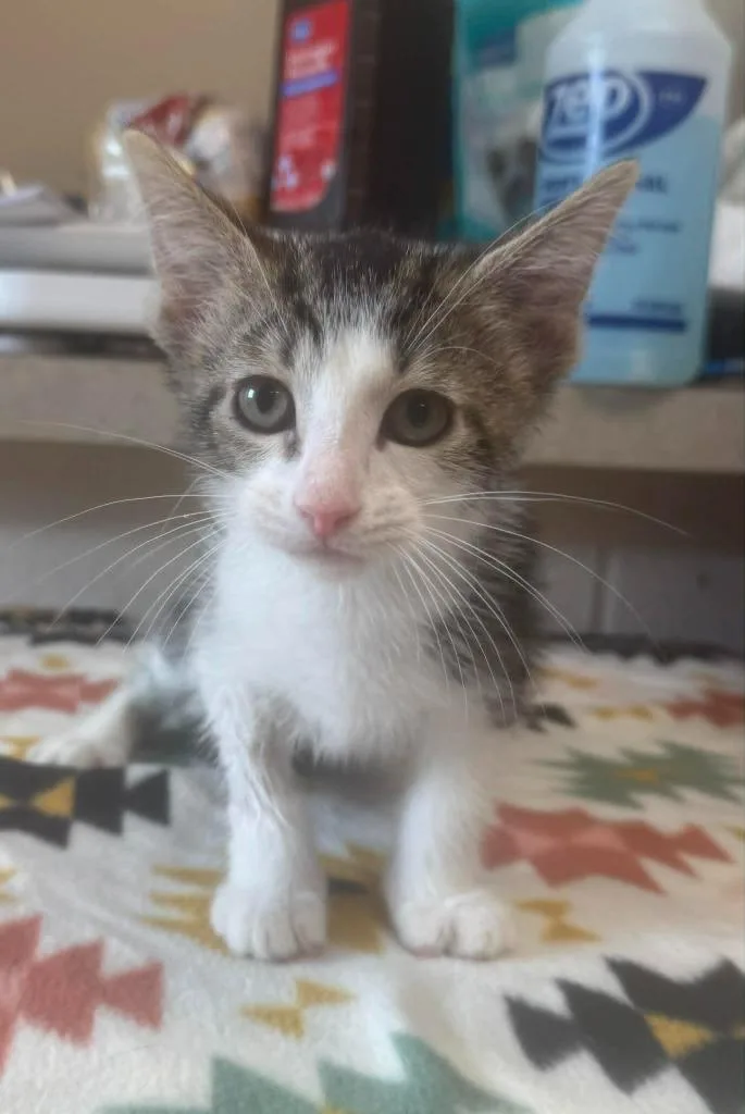 A baby medium-sized male Domestic Short Hair cat named Bubble Yum for adoption in Marion, OH