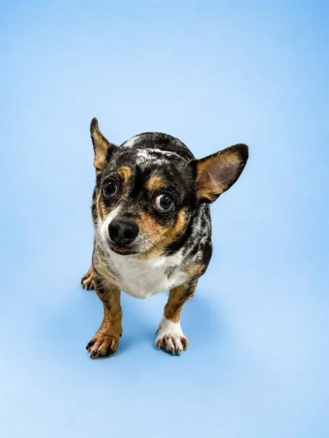 An adult small-sized male Chihuahua dog named Benjie for adoption in Westminster, MD