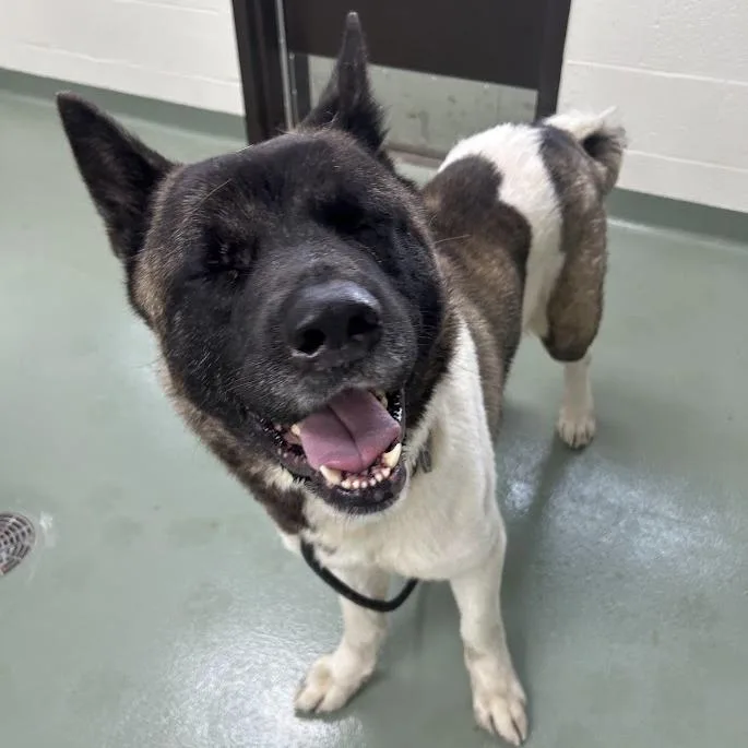 An adult small-sized male Brown / Chocolate Akita dog named Svasstray for adoption in Lyndhurst, VA