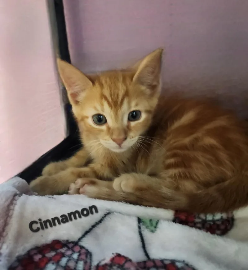 A baby small-sized male Domestic Short Hair cat named Cinnamon for adoption in Cambridge, MD