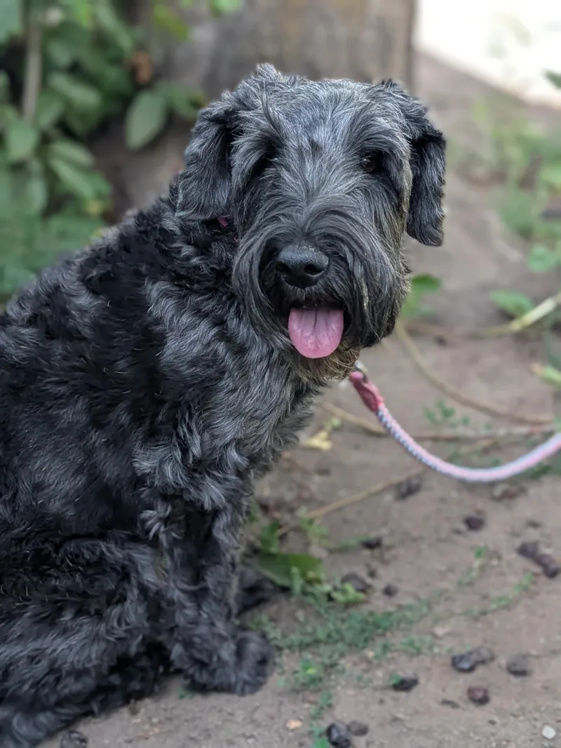 Hildie