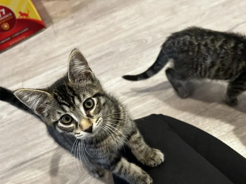 A baby medium-sized male Domestic Short Hair cat named Sven for adoption in Lansing, MI