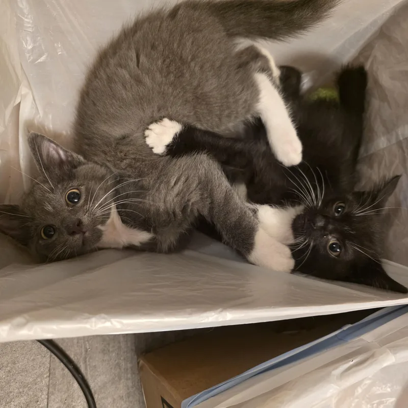 A baby medium-sized female Black & White / Tuxedo Domestic Short Hair cat named Cammy for adoption in Hudsonville, MI