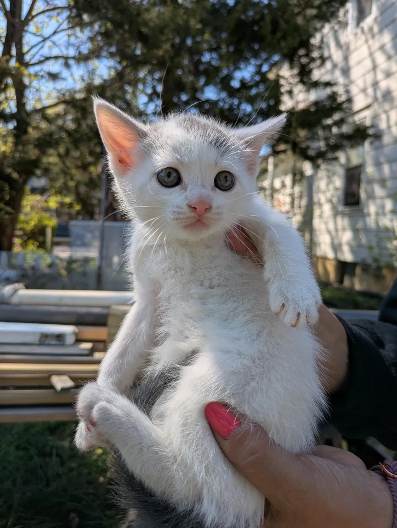 A baby medium-sized male White Domestic Short Hair cat named Equal for adoption in Haddon Heights, NJ