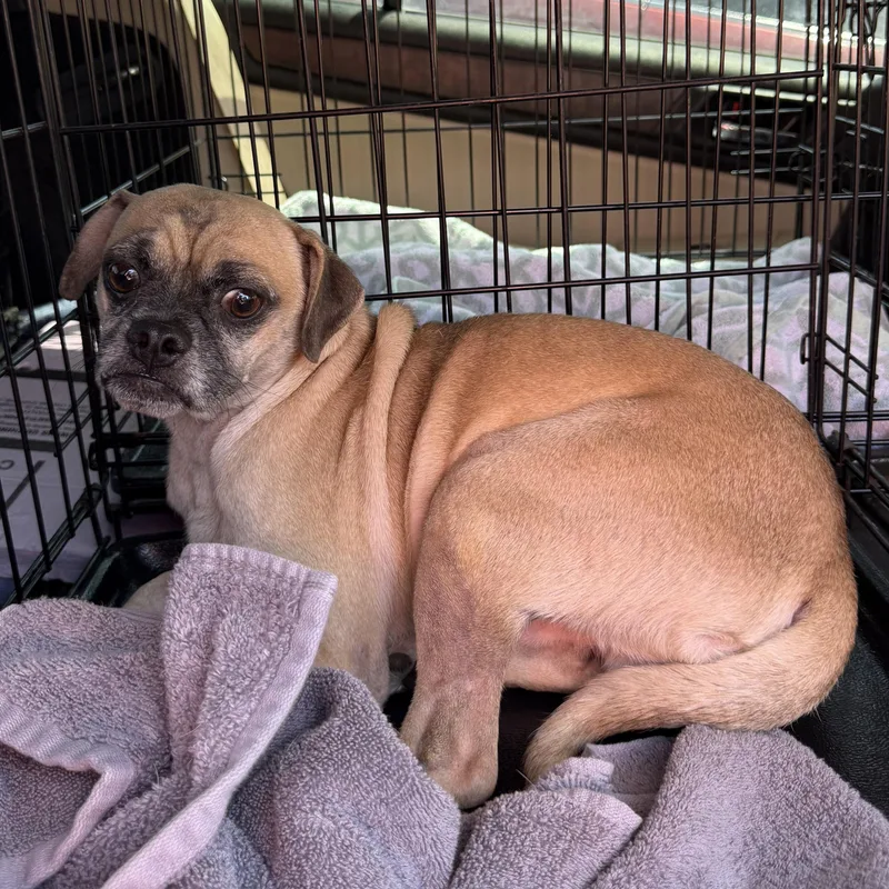 An adult small-sized male Yellow / Tan / Blond / Fawn Pug dog named Brutus for adoption in Blue Springs, MO