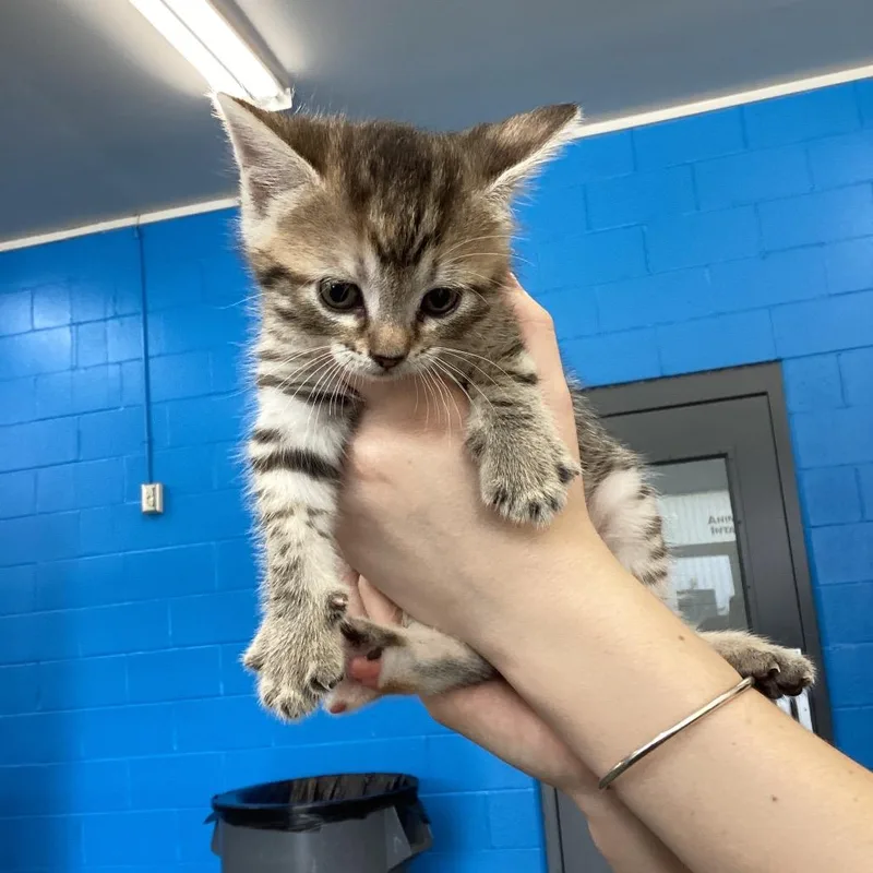 A baby small-sized female Brown / Chocolate Domestic Short Hair cat named Sandie for adoption in Montgomery, AL