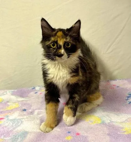 A baby small-sized female Domestic Long Hair cat named Jasmine for adoption in Visalia, CA