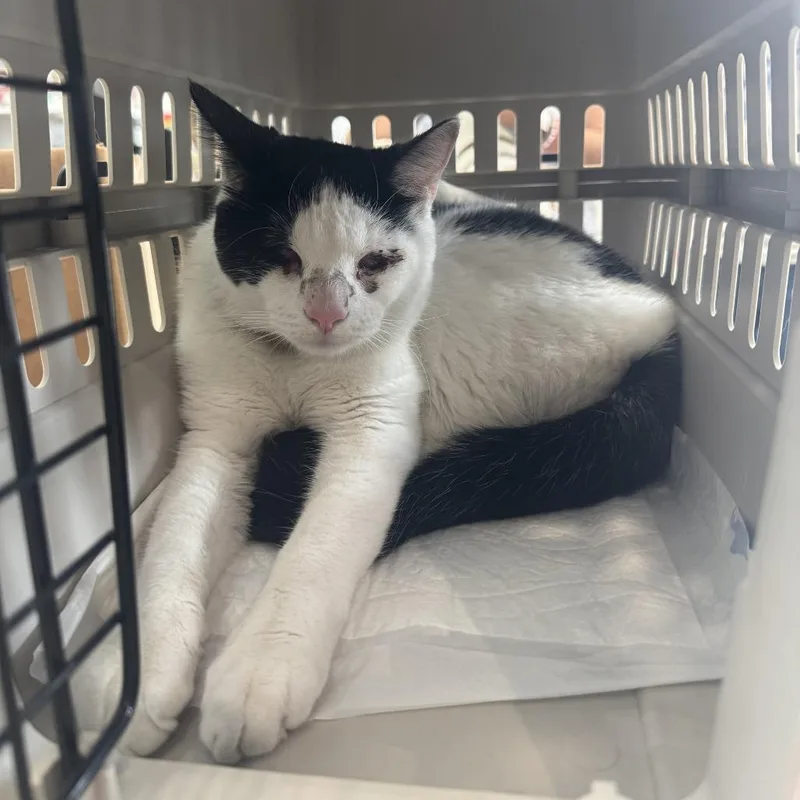 A young medium-sized male Black Domestic Short Hair cat named Smee for adoption in Jupiter, FL