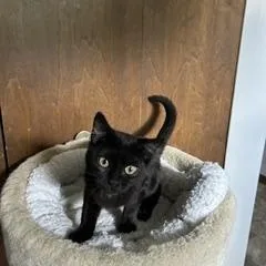 A baby medium-sized female Black Domestic Short Hair cat named Trudy for adoption in Clawson, MI