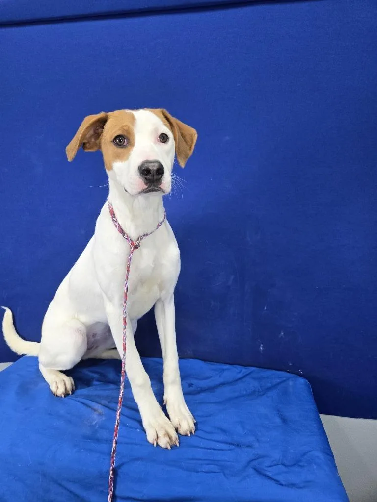 Groceries thumbnail 2