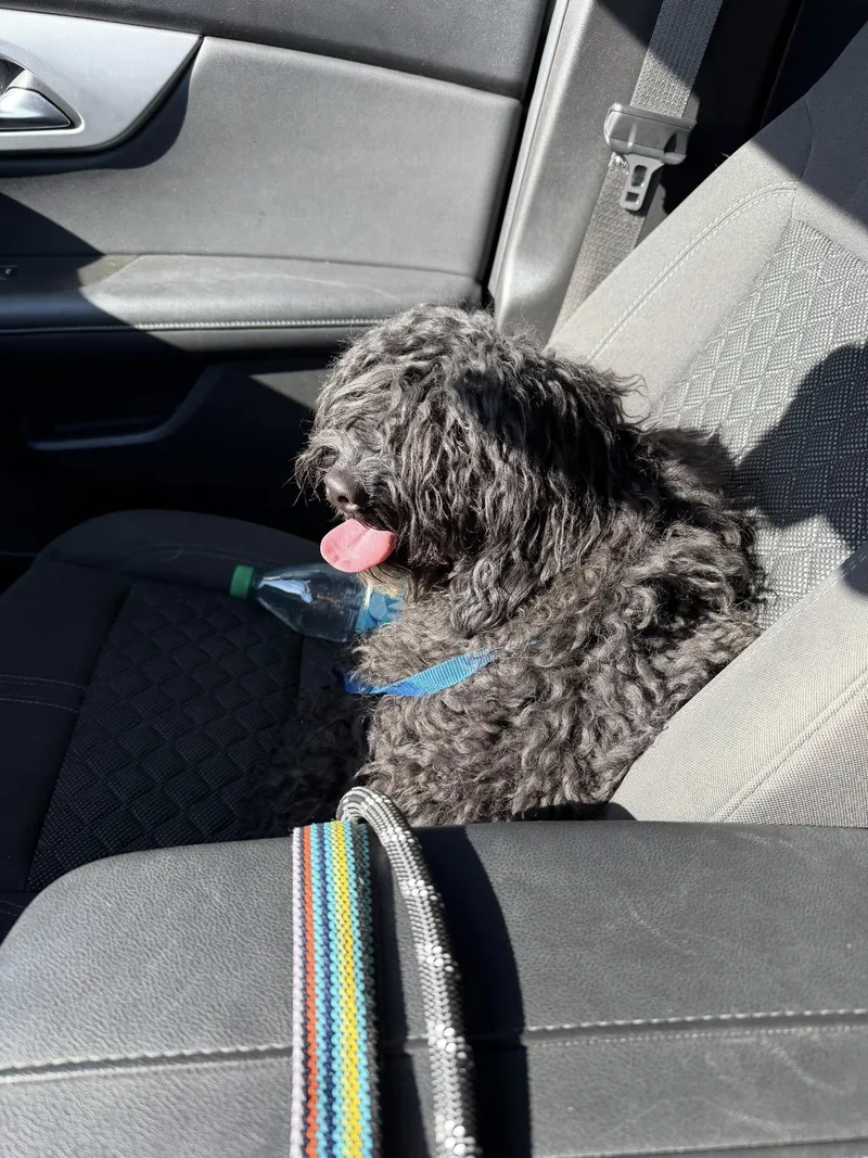 A young medium-sized male Black Goldendoodle dog named Sammy Sam Sam for adoption in Yukon, OK