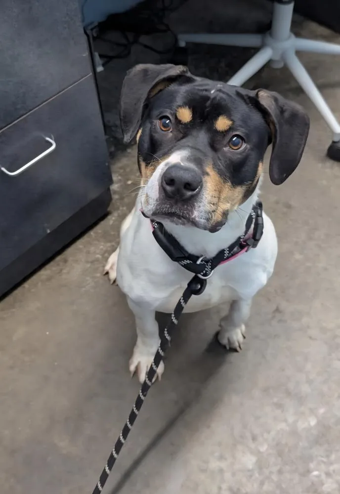 A young large-sized female Tricolor (Brown, Black, & White) Pit Bull Terrier dog named Nona for adoption in Evansville, IN