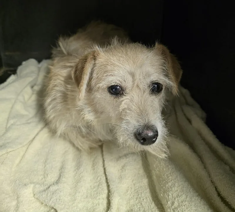 An adult small-sized female Yellow / Tan / Blond / Fawn Terrier dog named Celeste for adoption in Fort Collins, CO