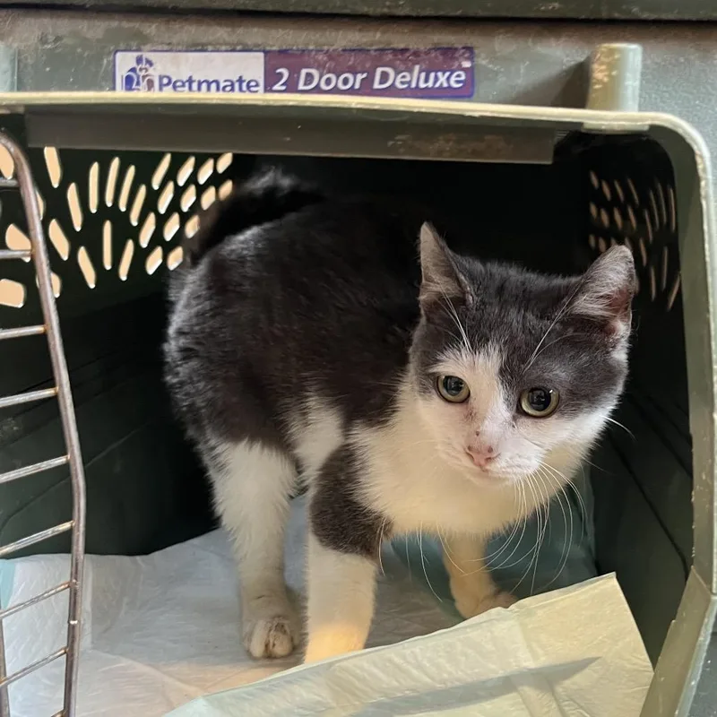 A young small-sized female Gray / Blue / Silver Domestic Short Hair cat named Gidget for adoption in Pasadena , MD