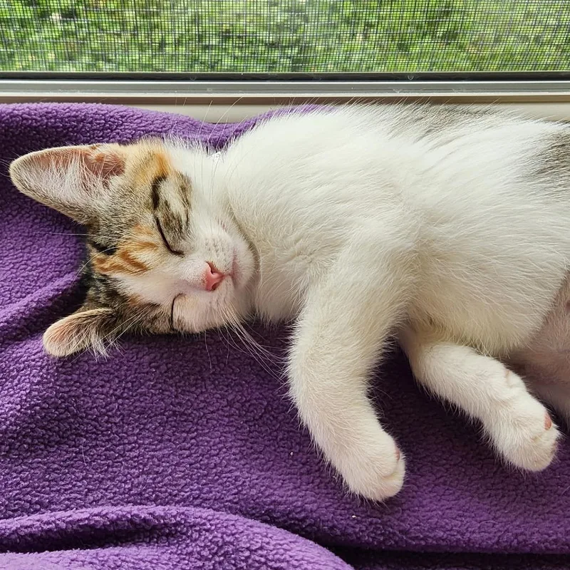 A baby small-sized female White Domestic Short Hair cat named Peppermint Patty for adoption in Delaware, OH