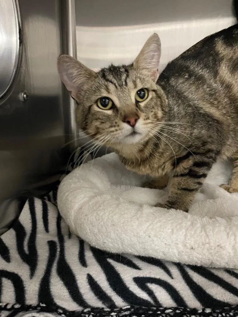A young medium-sized male Domestic Short Hair cat named Forrest for adoption in Chico, CA