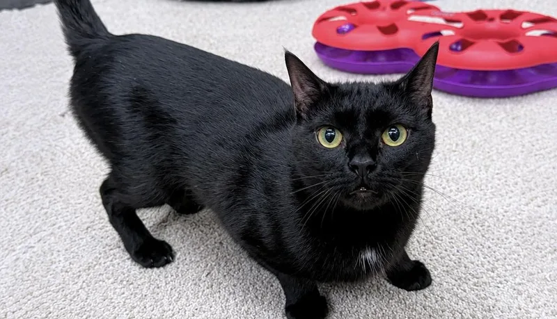 A young medium-sized female Black American Shorthair cat named Tulibee for adoption in Philadelphia, PA