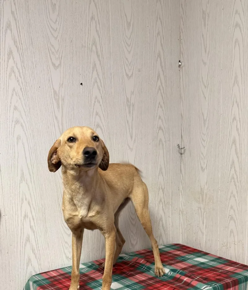 A young medium-sized female Brown / Chocolate Terrier dog named Goldie for adoption in Opelousas, LA