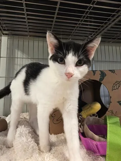 A baby small-sized male Domestic Short Hair cat named Roxas for adoption in Cumming, GA