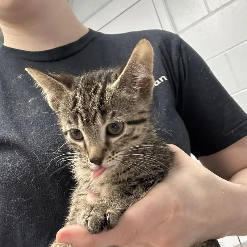 A baby small-sized male Brown / Chocolate Domestic Short Hair cat named Cheerios for adoption in Indianapolis, IN