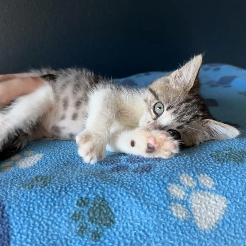 A baby small-sized male Brown / Chocolate Domestic Short Hair cat named Epi Pen for adoption in Austin, TX