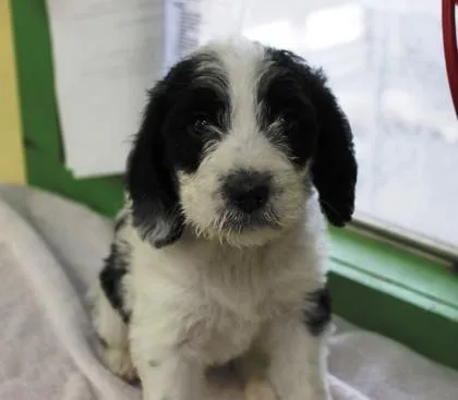 A baby medium-sized female Beagle dog named Kisses for adoption in Picayune, MS