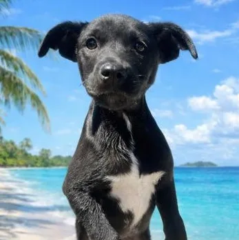 A baby medium-sized female Black Mixed Breed dog named Katy for adoption in Fernandina Beach, FL