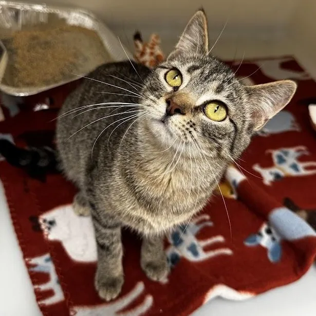 A young medium-sized female Tabby (Brown / Chocolate) Domestic Short Hair cat named Carol Ann for adoption in Waterloo, IA