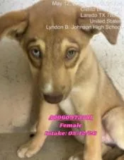 A baby medium-sized male Red / Chestnut / Orange Husky dog named Murray for adoption in Boulder, CO