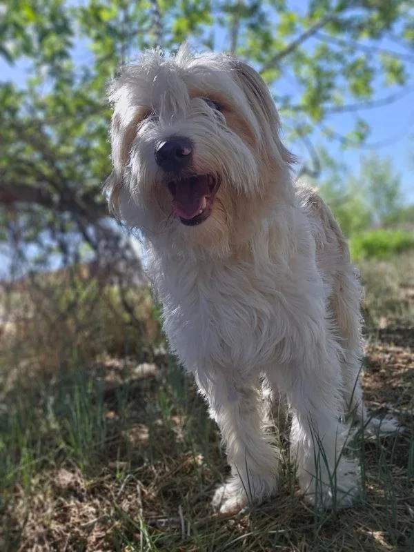 Shaggy