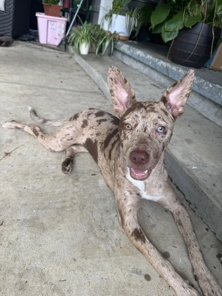 Annie thumbnail 4