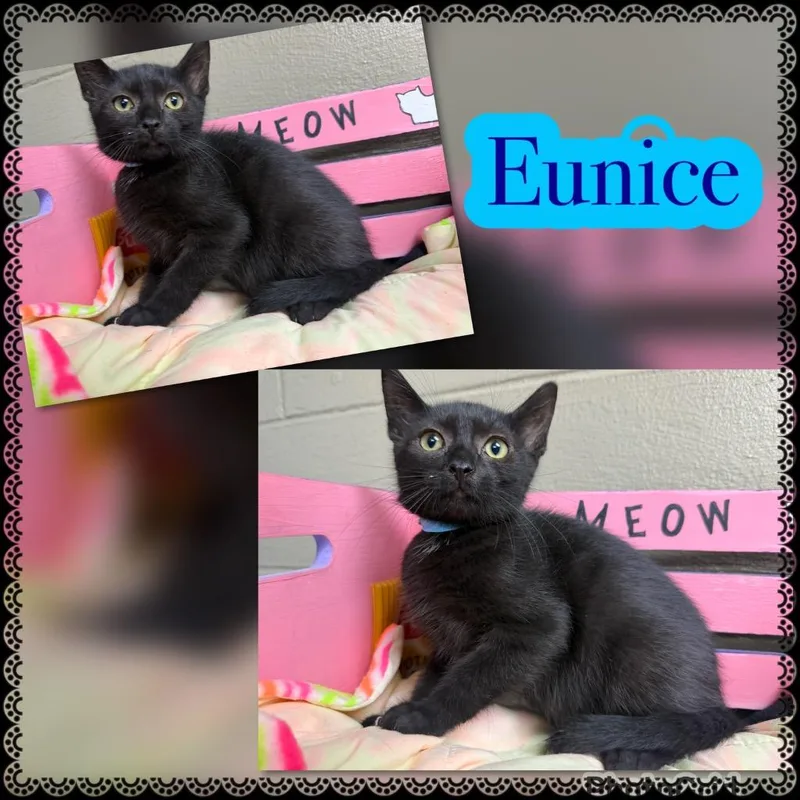 Eunice