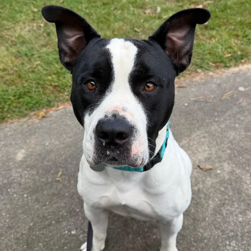 An adult large-sized male Black Pit Bull Terrier dog named Caramello for adoption in Hampton Bays, NY