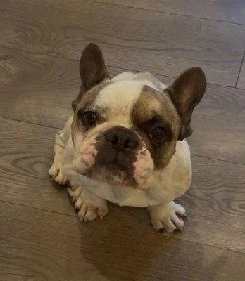 An adult medium-sized male French Bulldog dog named Oscar for adoption in San Diego, CA