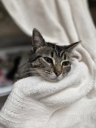 A young medium-sized female Domestic Short Hair cat named Plum for adoption in Westland, MI