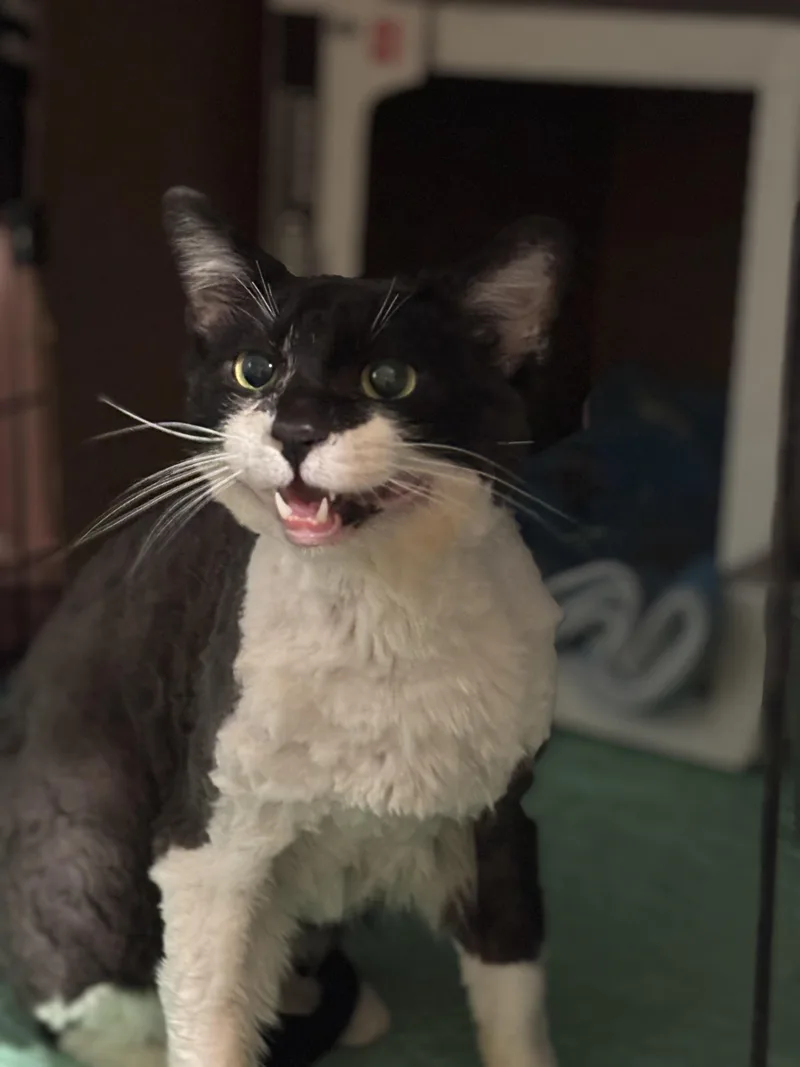 An adult medium-sized male Black & White / Tuxedo Domestic Short Hair cat named Terry for adoption in Pittsburgh, PA