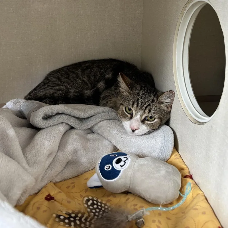 A young small-sized male Domestic Short Hair cat named Robbie for adoption in Conway, NH