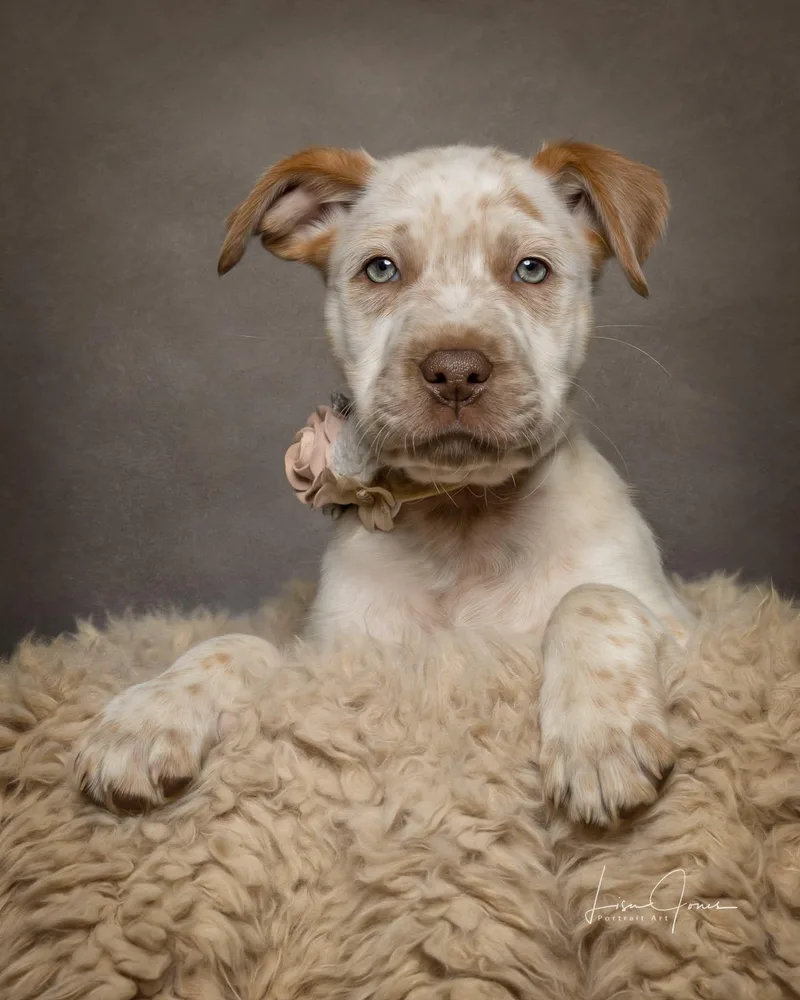 A baby medium-sized female Mixed Breed dog named Dutchess for adoption in Cullman, AL