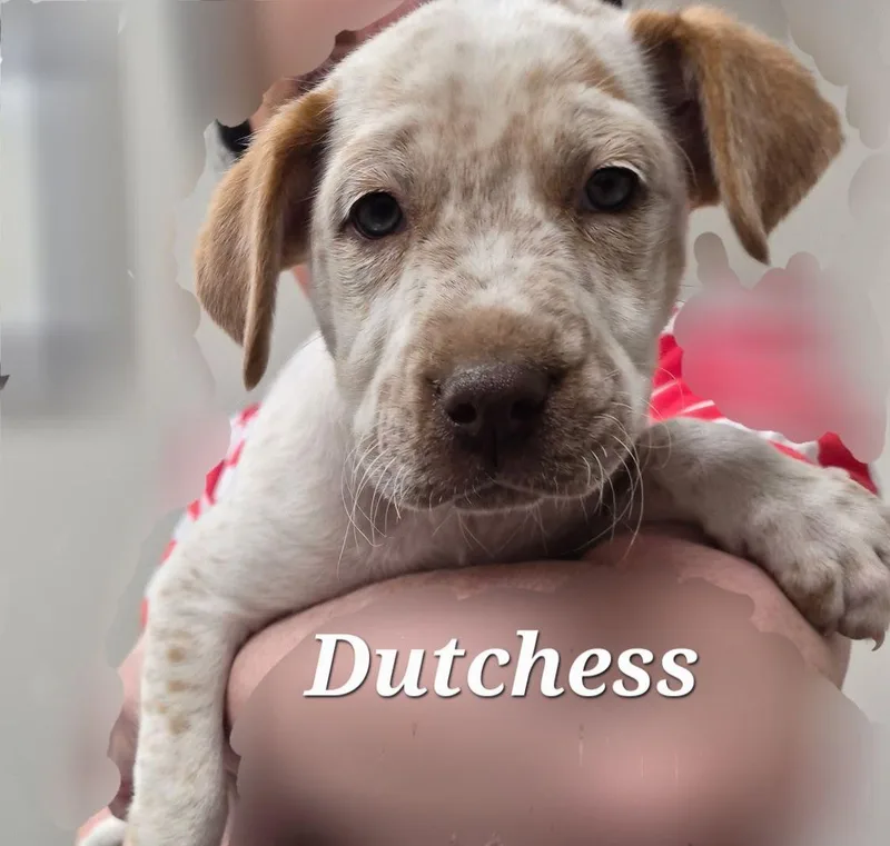 Dutchess thumbnail 2