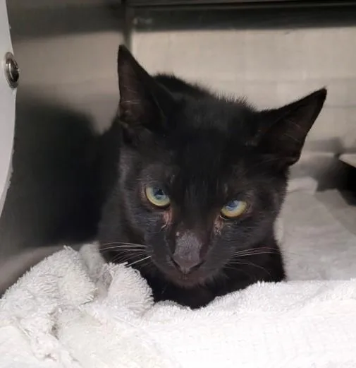 A young medium-sized male Domestic Short Hair cat named Hope for adoption in Los Angeles, CA