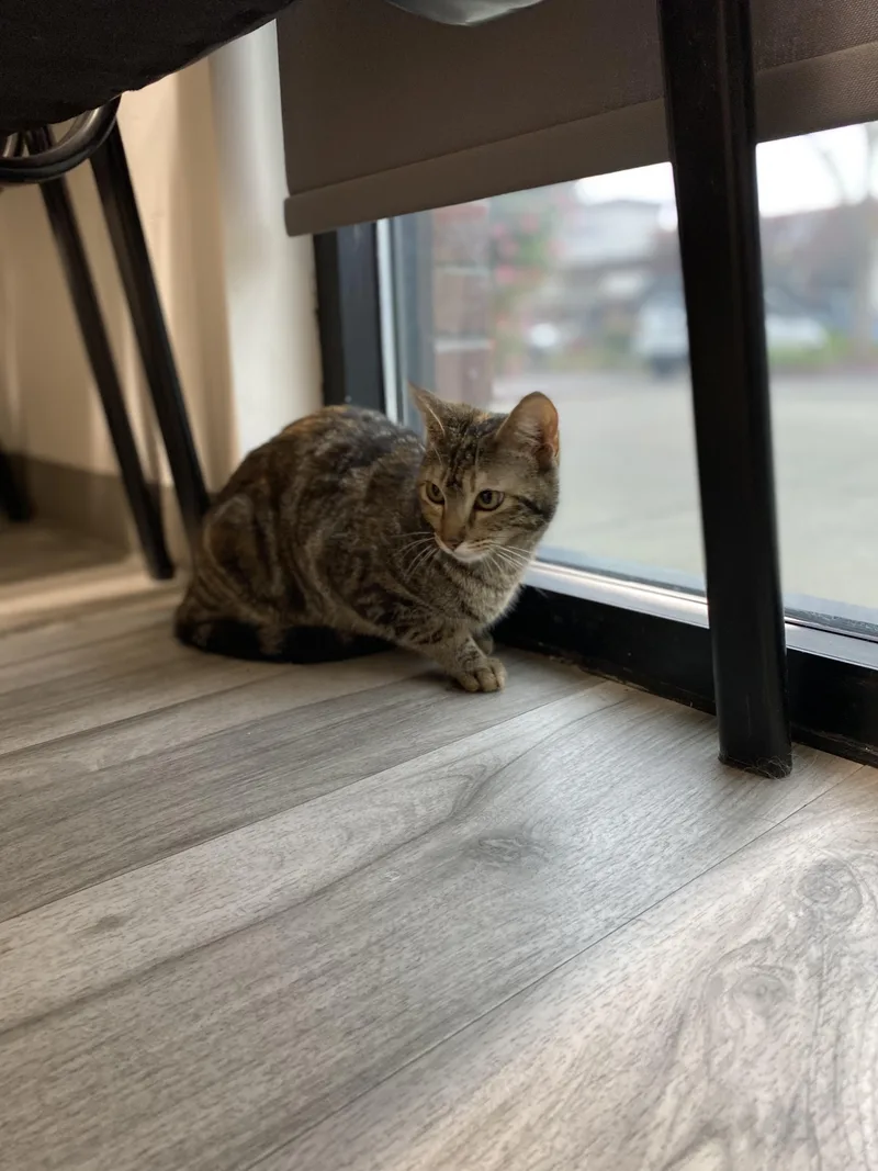 A young medium-sized female Orange / Red Domestic Short Hair cat named Melody for adoption in Elk Grove, CA